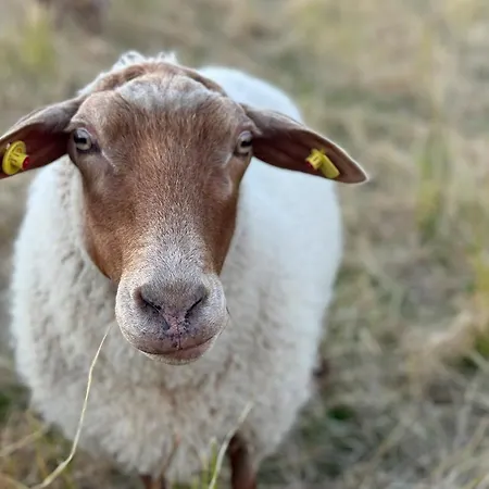 Whg 8 Cappel-Neufeld